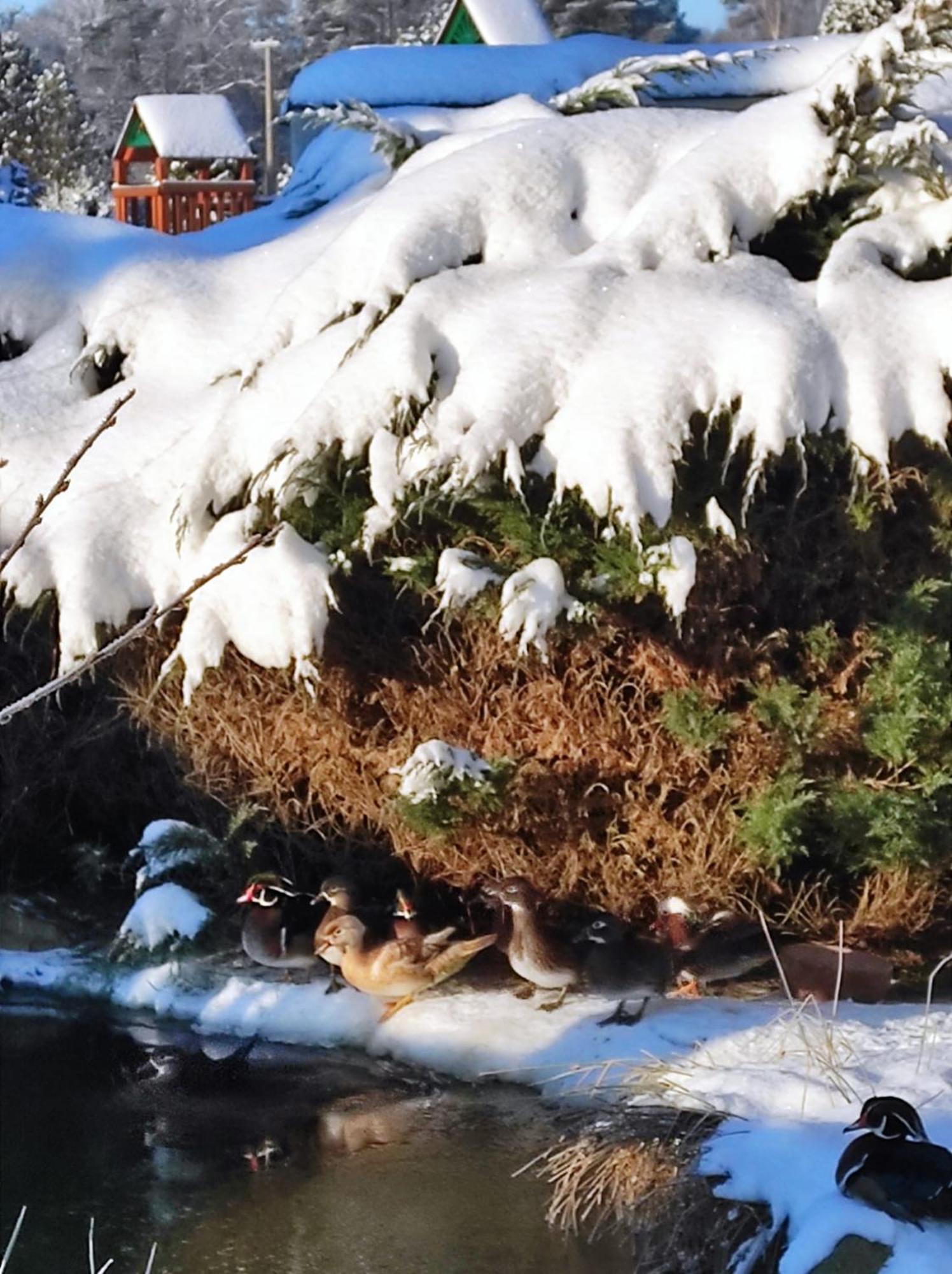 Penzion Kosky Hamr Exteriör bild